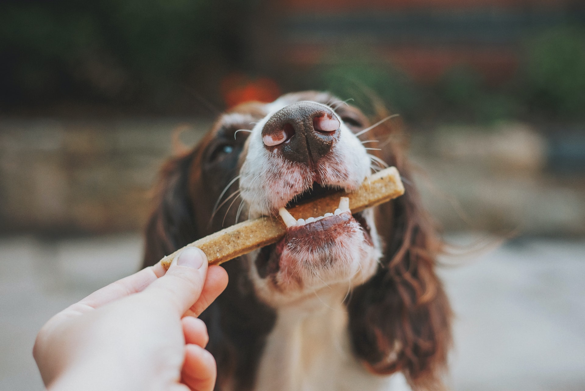 Ernährungstipps: Wie füttere ich meinen Hund?