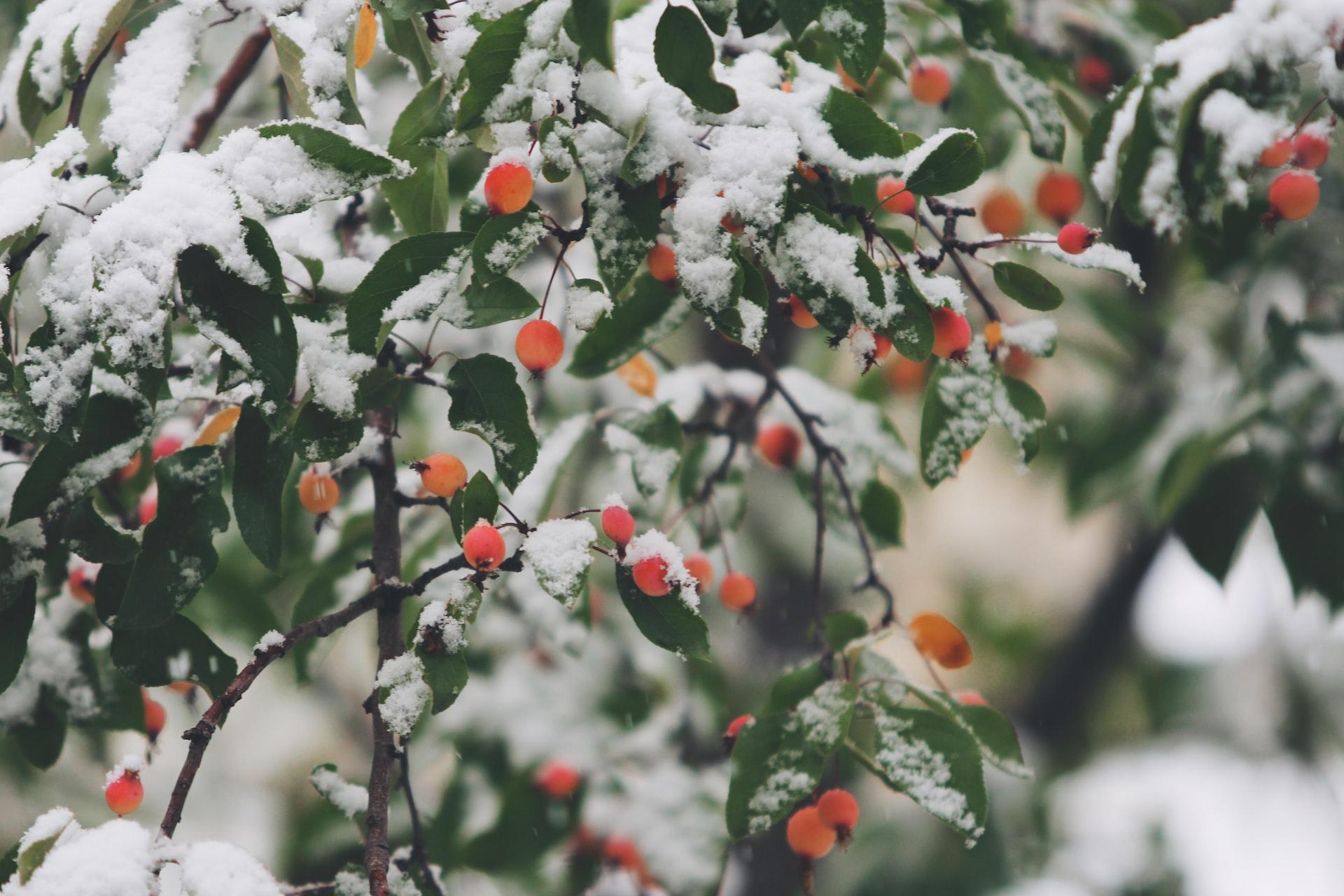 Kälte, Frost und Schnee: So schützen Sie Ihre Pflanzen vor den winterlichen Bedingungen