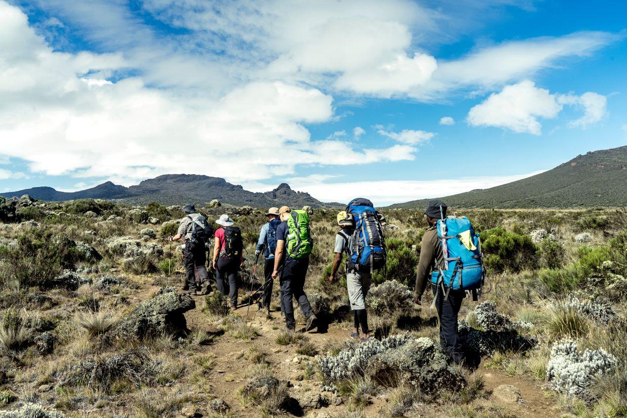 Eine Wandergruppe mit großen Rucksäcken und Trekkingstöcken in der Savanne, auf dem Weg zur Besteigung Kilimandscharo, unter klarem Himmel.